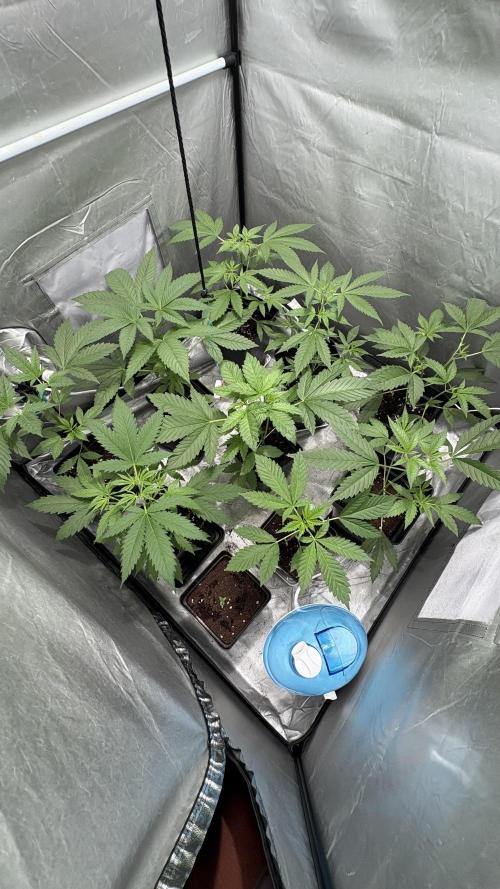 Mango Cake Crasher. Week 7