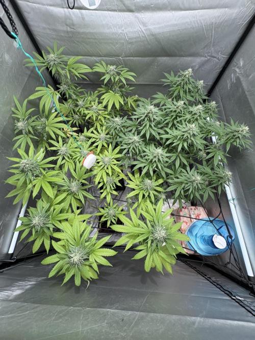 Oreoz Milkshake. Week 13