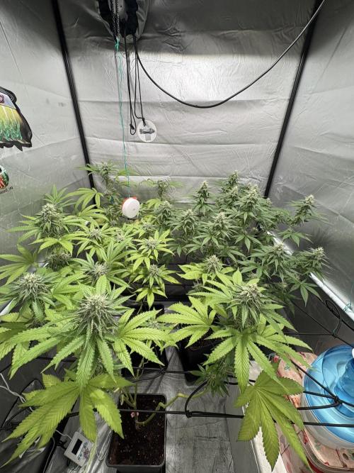 Oreoz Milkshake. Week 13