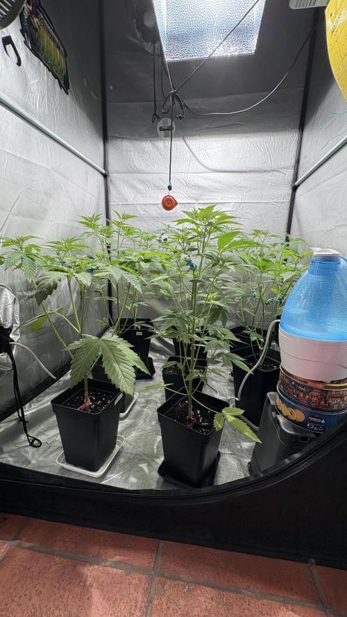 Mango Cake Crasher. Week 11