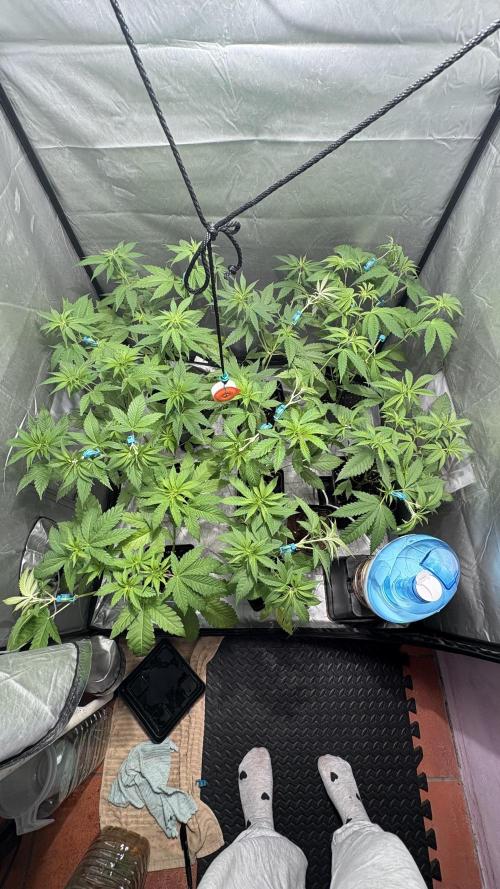 Mango Cake Crasher. Week 11