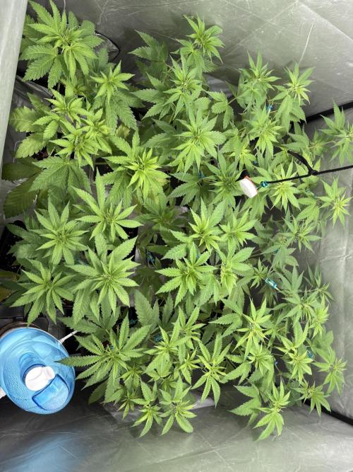 Mango Cake Crasher. Week 11