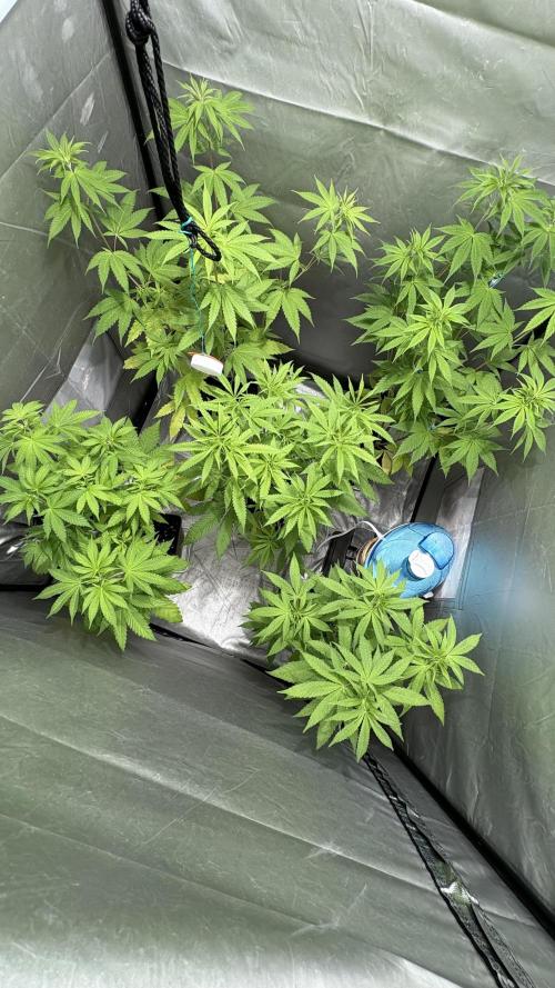 Mango Cake Crasher. Week 11