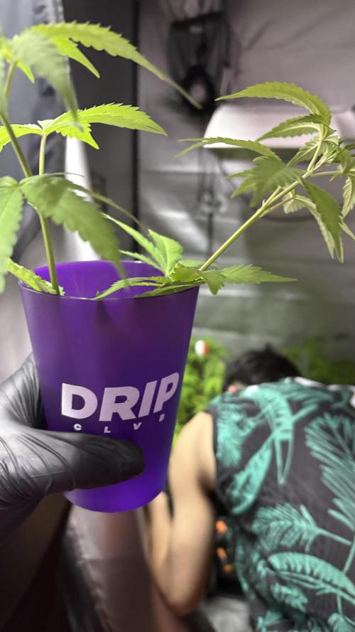 Mango Cake Crasher. Week 11