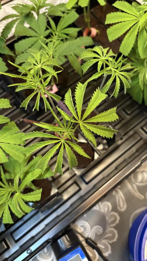 Mango Cake Crasher. Week 11