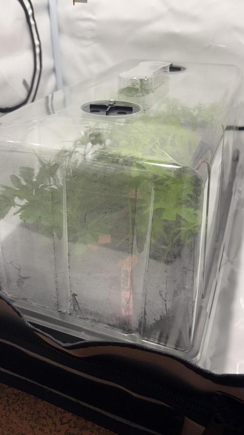 Mango Cake Crasher. Week 11