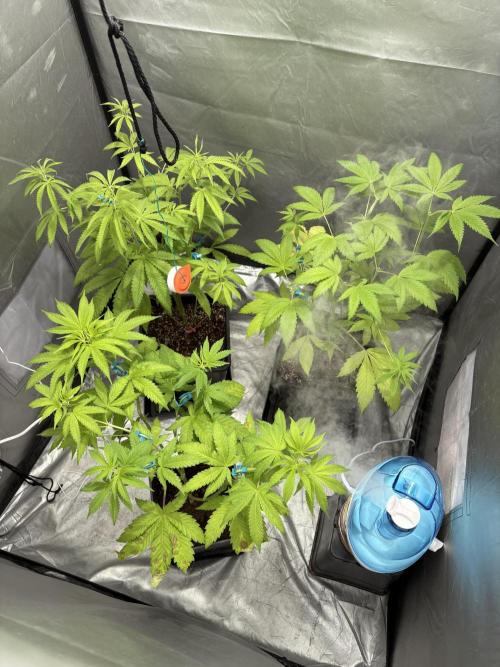 Mango Cake Crasher. Week 11