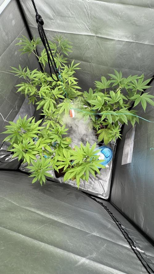 Mango Cake Crasher. Week 11