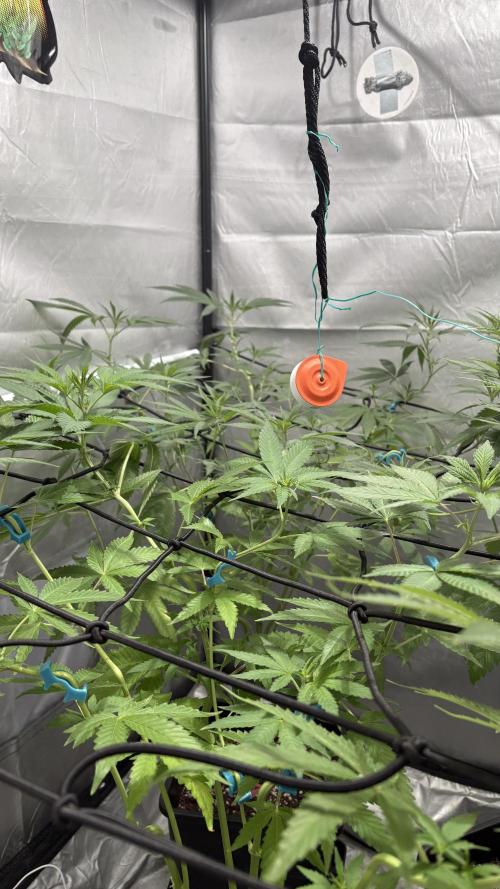 Mango Cake Crasher. Week 14