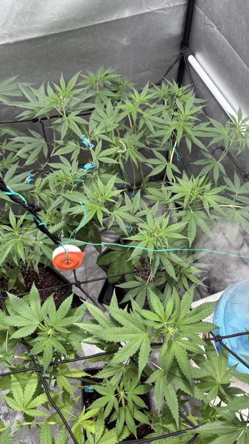 Mango Cake Crasher. Week 14