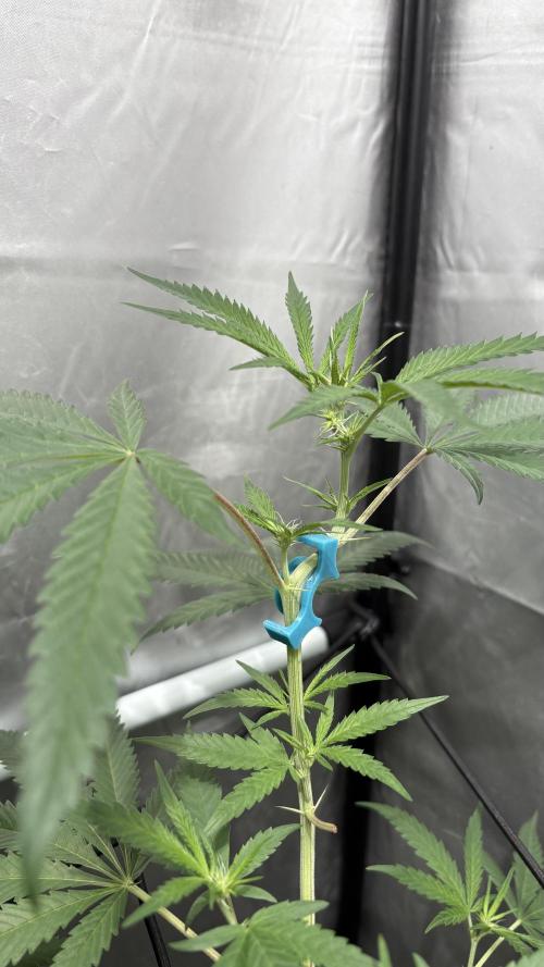 Mango Cake Crasher. Week 14