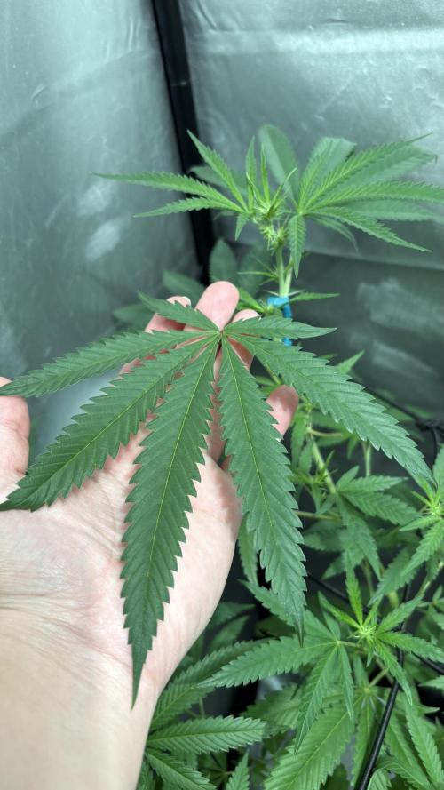 Mango Cake Crasher. Week 14