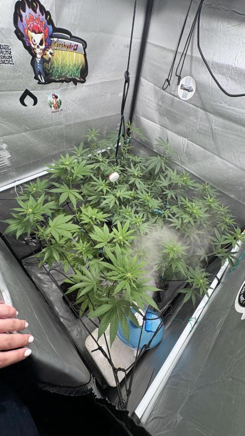 Mango Cake Crasher. Week 14