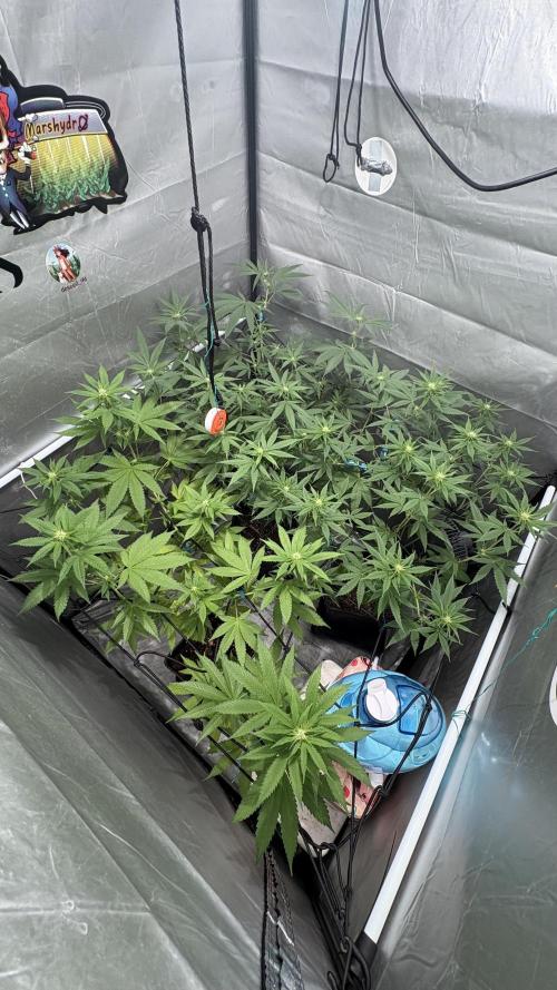 Mango Cake Crasher. Week 14