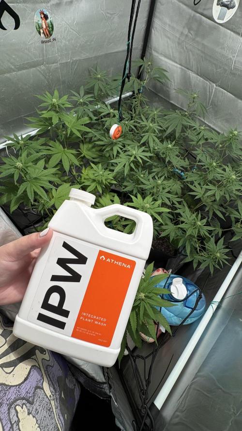 Mango Cake Crasher. Week 14