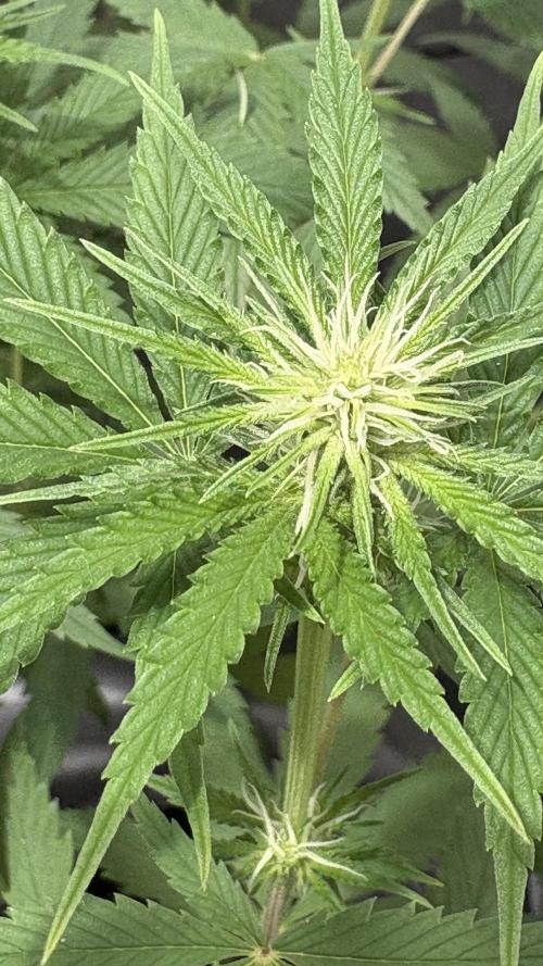 Mango Cake Crasher. Week 15