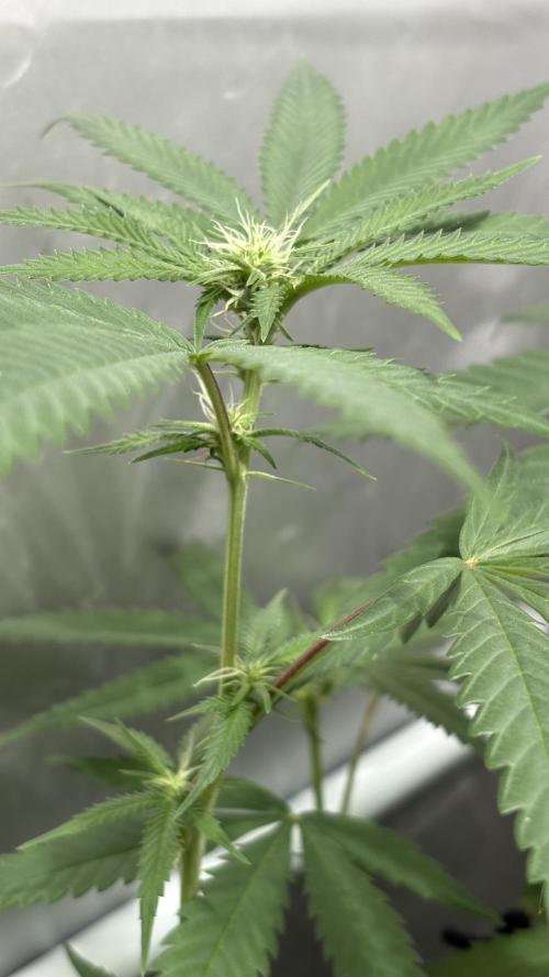 Mango Cake Crasher. Week 15