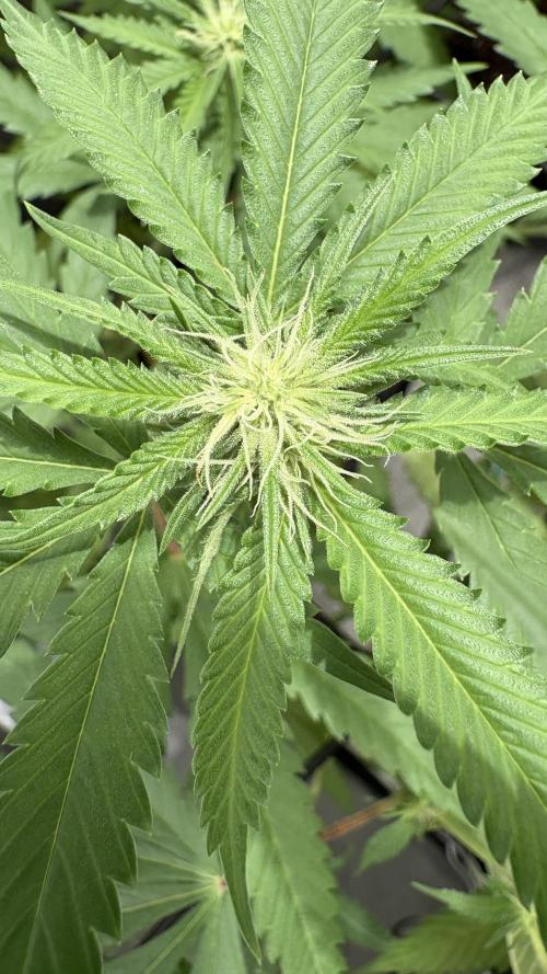 Mango Cake Crasher. Week 15