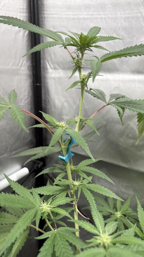 Mango Cake Crasher. Week 15