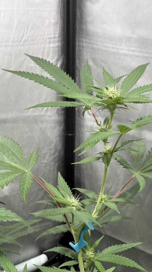 Mango Cake Crasher. Week 15