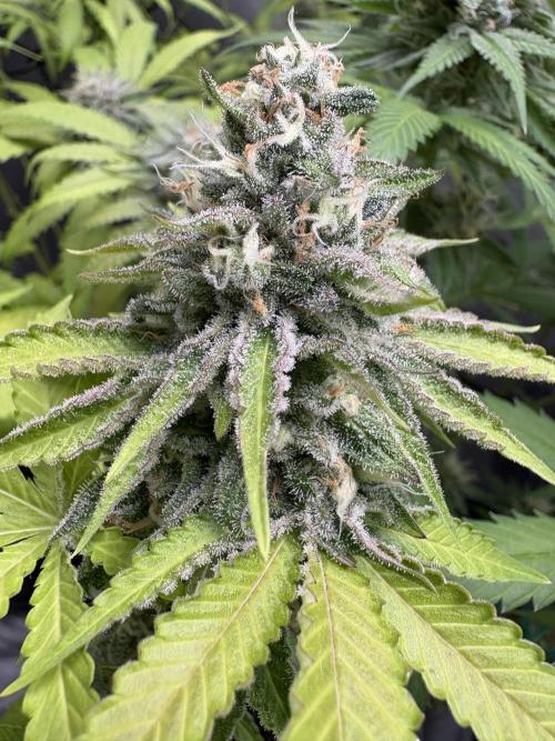 Oreoz Milkshake. Week 14 - Oreoz f1