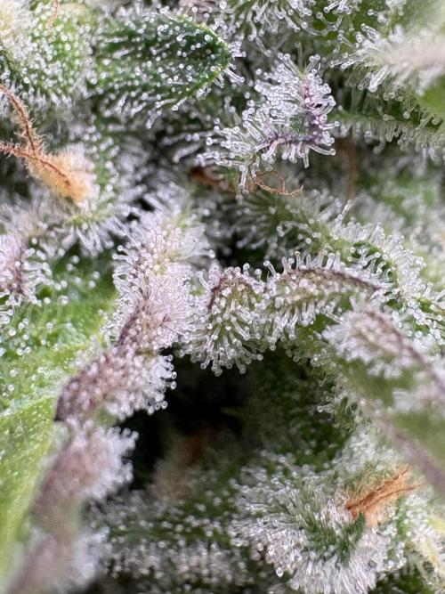 Oreoz Milkshake. Week 14 - O1