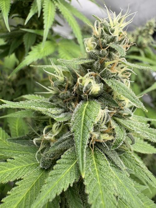 Oreoz Milkshake. Week 14 - Oreoz f2