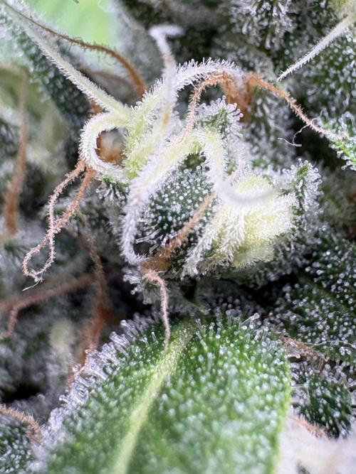 Oreoz Milkshake. Week 14 - O2