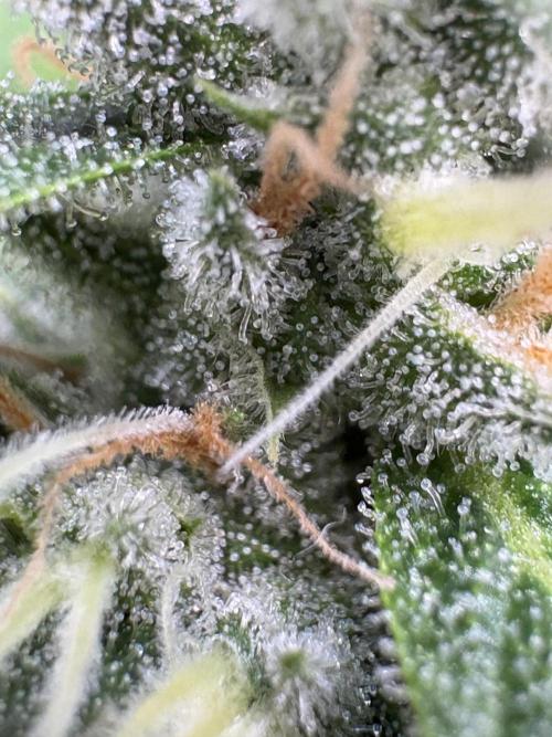 Oreoz Milkshake. Week 14 - O2