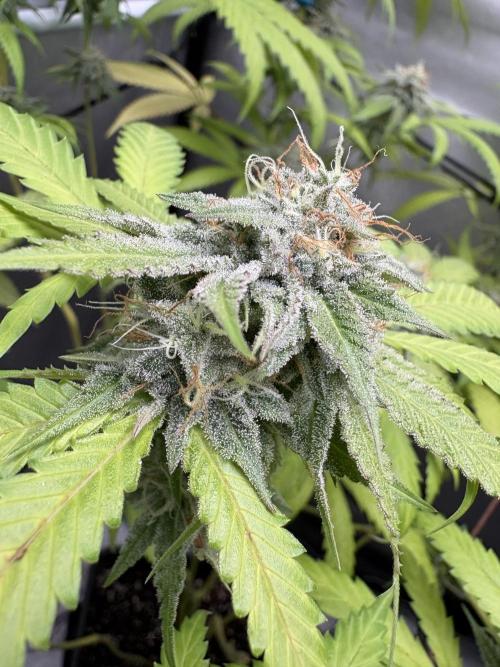 Oreoz Milkshake. Week 14 - Mango cake