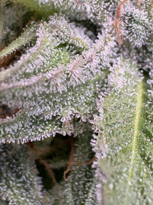 Oreoz Milkshake. Week 14 - Mango