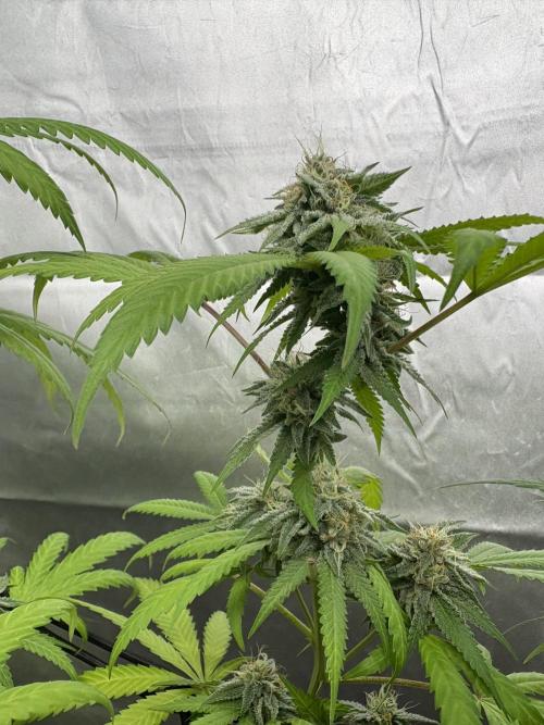 Oreoz Milkshake. Week 14