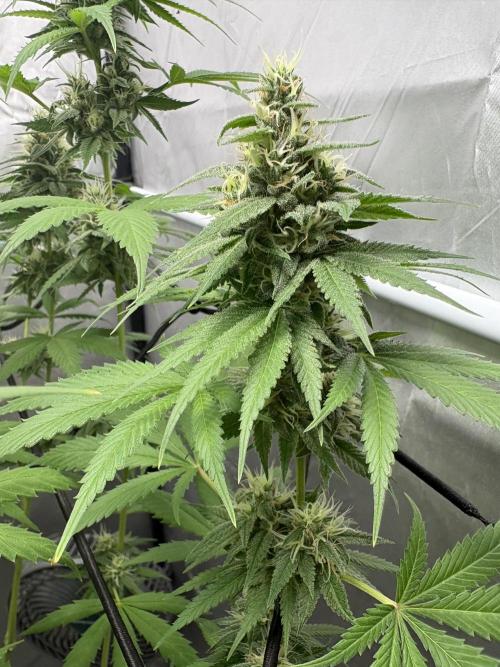 Oreoz Milkshake. Week 14