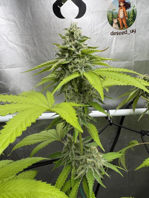 Oreoz Milkshake. Week 14