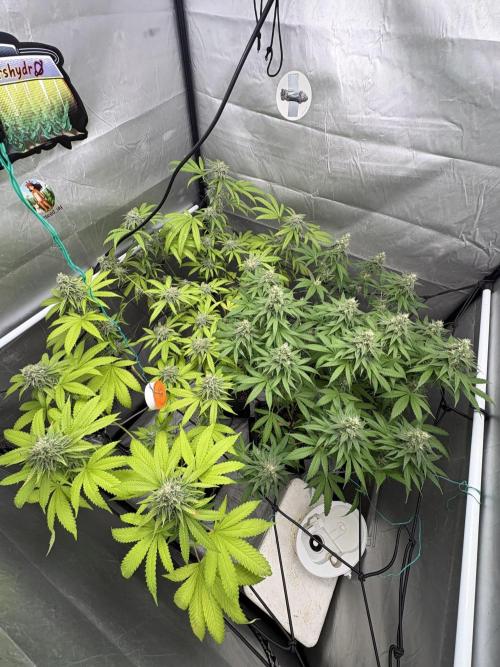 Oreoz Milkshake. Week 14