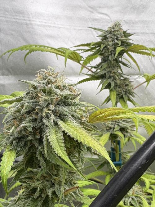 Oreoz Milkshake. Week 15