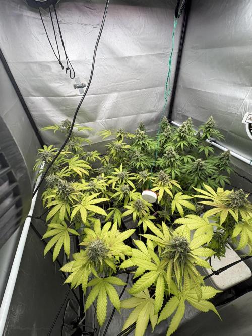 Oreoz Milkshake. Week 15