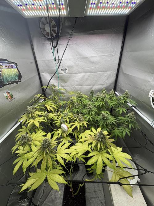 Oreoz Milkshake. Week 15