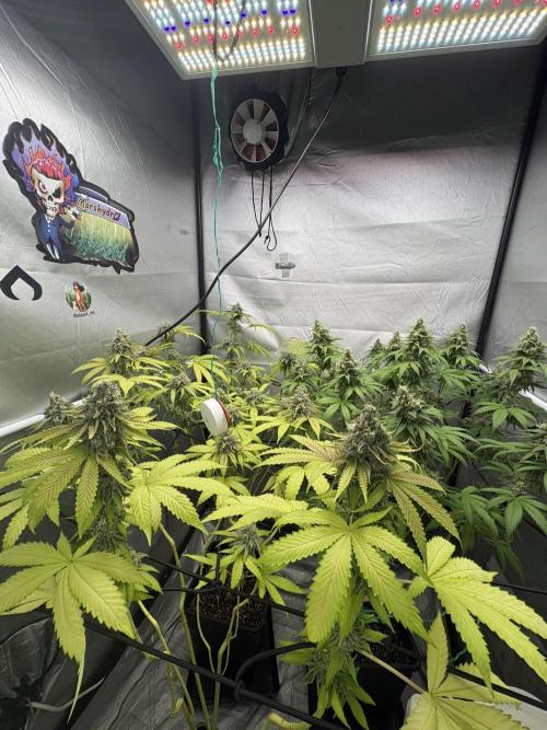 Oreoz Milkshake. Week 15