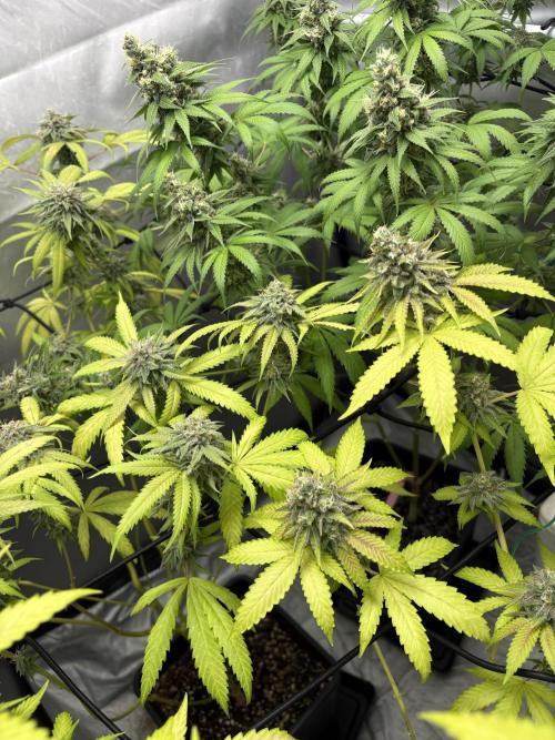 Oreoz Milkshake. Week 15
