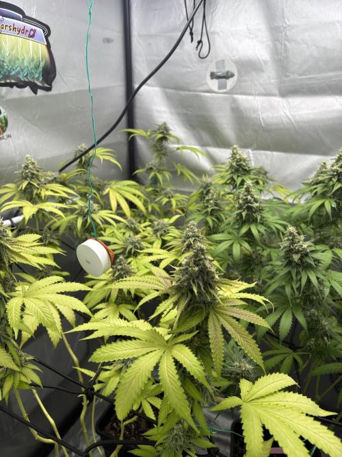 Oreoz Milkshake. Week 15