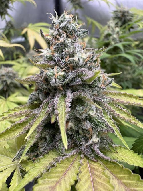 Oreoz Milkshake. Week 15