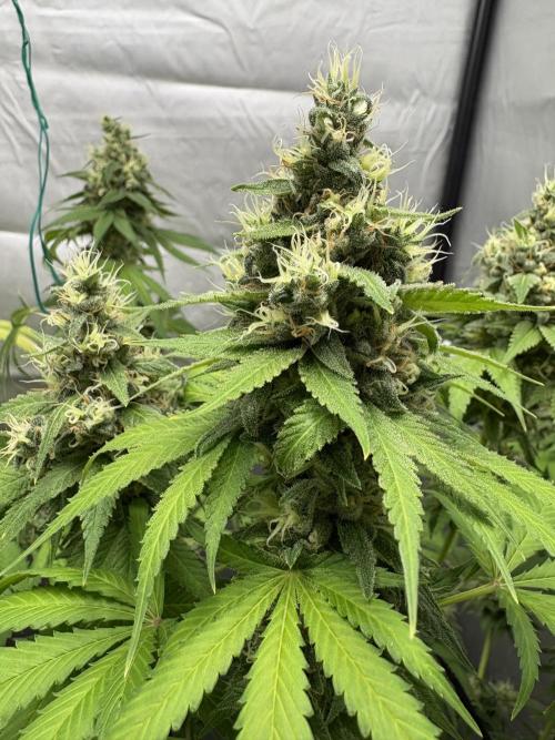 Oreoz Milkshake. Week 15