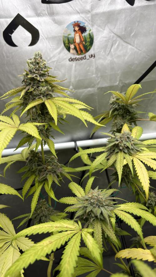 Oreoz Milkshake. Week 15