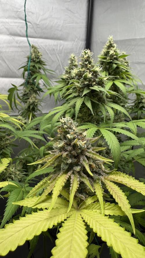 Oreoz Milkshake. Week 15