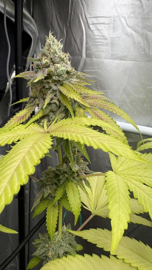 Oreoz Milkshake. Week 15