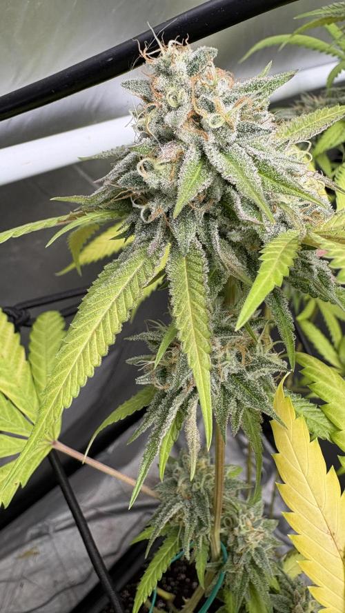 Oreoz Milkshake. Week 15