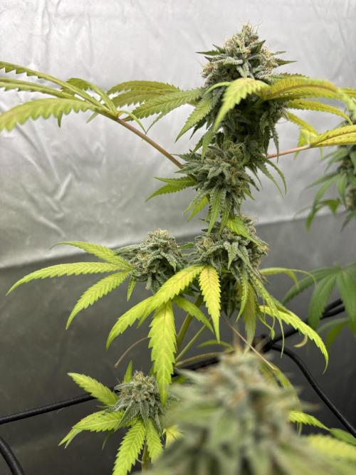 Oreoz Milkshake. Week 15