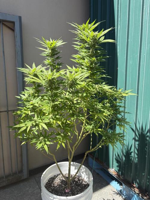 Gelato Exterior. Week 20