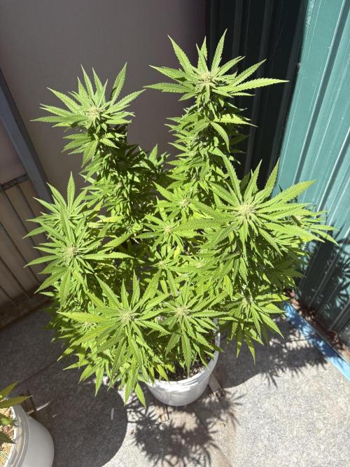 Gelato Exterior. Week 20